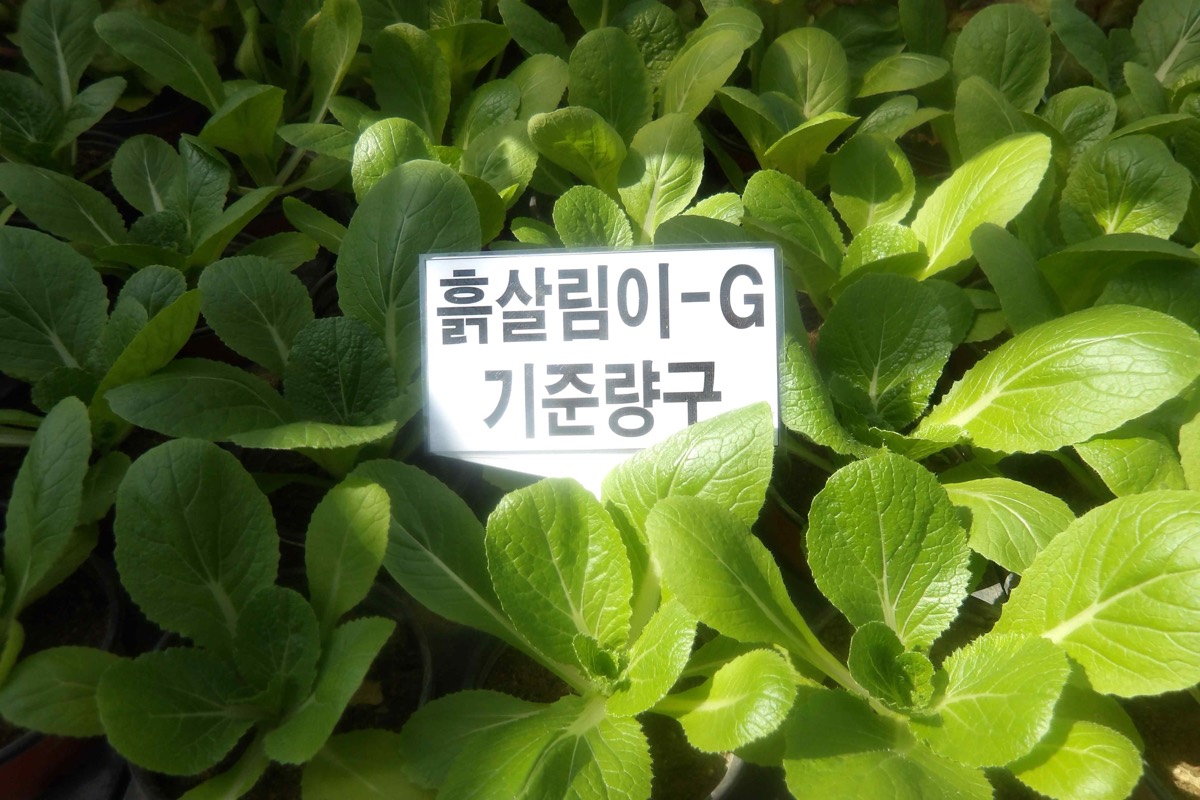 비료피해 시험 흙살림이-G 기준량구 배추 정식 후 21일째